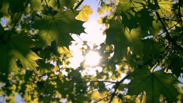 Spring nature closeup panoramic view lengthwise maple tree branch with lens flare in sunny day. Play of sun through new fresh green leaves. Slow motion hd footage. 1920x1080
