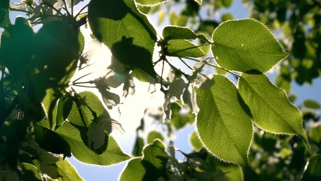 Blooming pear tree branch with lens flare on the wind against blue sky background. Play of sun through new fresh green leaves and flowers. Beautiful spring nature scene. Slow motion. 1920x1080
