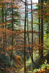 Fall forest in Carpathian Mountains, Ukraine. Travel, ecotourism, natural autumn background