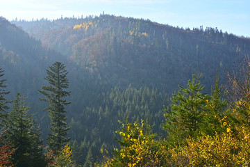 Evergreen forest in Carpathian Mountains, Ukraine. Travel, ecotourism, natural autumn background