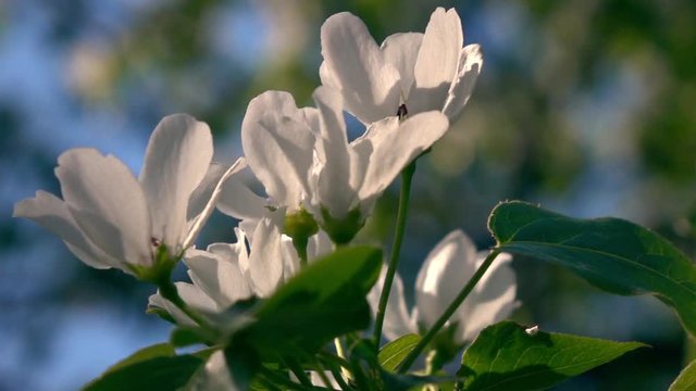 Panoramic scene of blooming pear tree branch closeup trembling on the wind against blur background. Shallow dof. Beautiful spring nature scene in sunny day. Slow motion hd footage. 1920x1080

