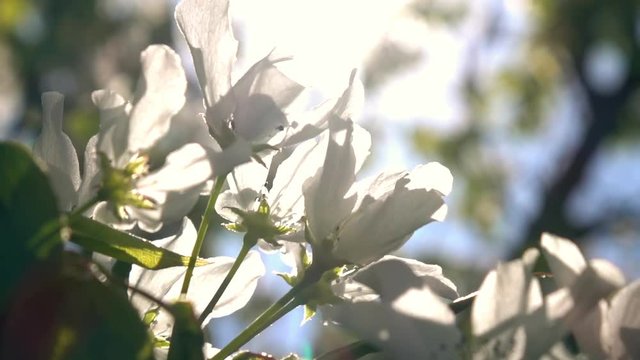 Shiny panoramic scene of blooming pear flowers against blur background with lens flare. Slow motion. Shallow dof. Excellent closeup natural texture in springtime. Full HD footage 1920x1080
