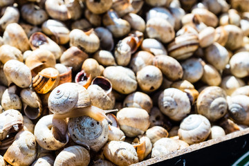 Babbaluci (snails) at food market in Palermo, Sicily (Italy)
