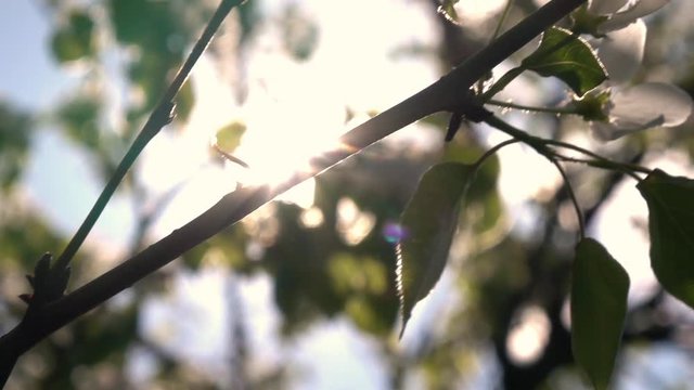 Shiny panoramic scene along blooming pear flowers with lens flare. Slow motion. Shallow dof. Great closeup natural texture in springtime. Full HD footage 1920x1080

