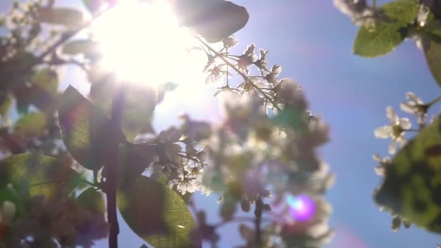 Awesome sunny scene with blinding light of sun through blooming bird cherry twigs on the wind like play. Slow motion. Shallow dof. Fabulous closeup natural texture in springtime.
