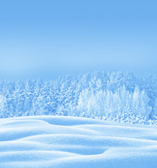 Winter forest.  landscape. Snow covered trees
