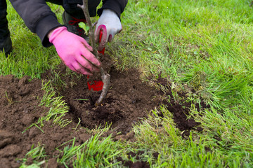 Baum pflanzen