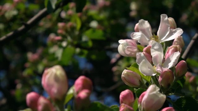 Pan view of blooming pink apple tree branch closeup trembling on the wind. Shallow dof. Beautiful spring nature scene in sunny day. Slow motion hd footage. 1920x1080
