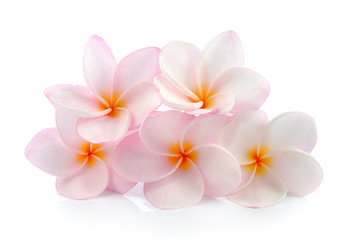  frangipani (plumeria) isolated on white background
