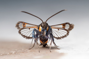 Red-tipped Clearwing moth (Synanthedon formicaeformis). Front view