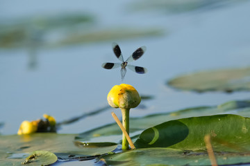 Male Banded Demoiselle damselfly (Calopteryx splendens) in flight or flying over lilypad river