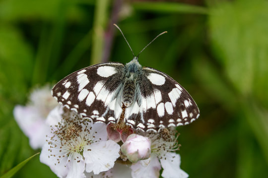 Top view of a Marbled White butterfly (Melanargia galathea) on pink flower
