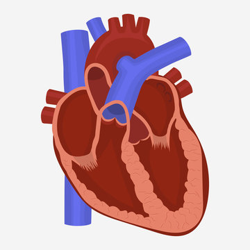 Heart anatomy vector