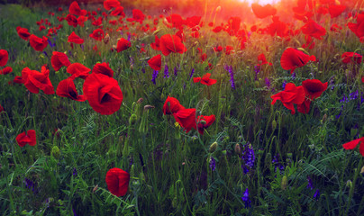 wild flowers poppies at sunset