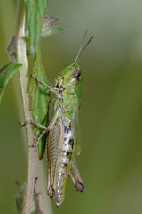 Grasshopper, Orthoptera, Caelifera