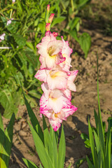 Flower gladiolus.