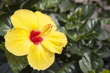 yellow hibiscus flower close up