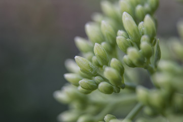 Macro succulent plant with buds