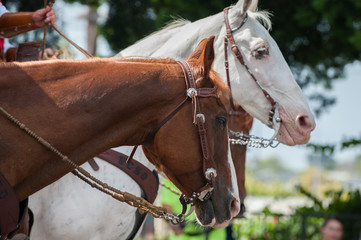 Brown horse in front of white head. 