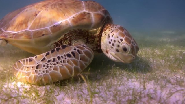 the loggerhead turtle filmed underwater