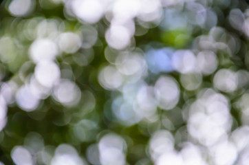 Light blur and bokeh green color background