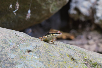 Common Forest Skink in forest