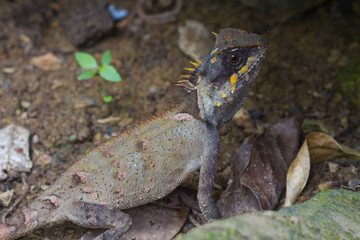 Masked spiny lizard closeup