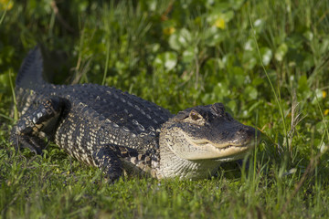 An alligator suns itself at a Florida wetland.