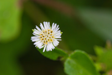 Obraz premium beautiful wild flower in forest