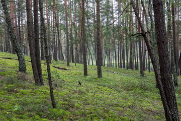 Fototapeta na wymiar Summer forest in a midland of Europe