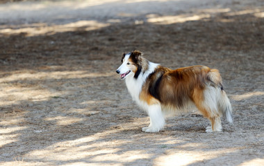 Shetland Sheepdog relaxing at a dog park