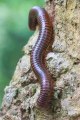close up of the millipede on tree