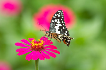 Obraz premium Butterfly on flowers in forest