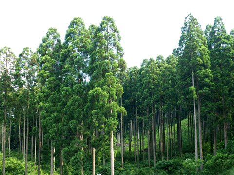 八女の杉林
