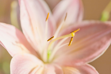 Macro photography of a fragment of pink lily flower with the foc