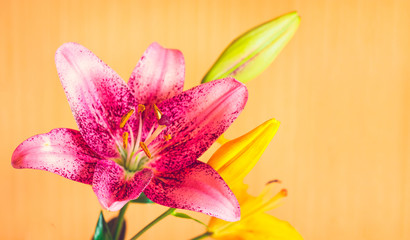 Macro photography of pink lily flower on orange background