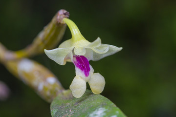 Obraz premium Flickingeria ritaena orchid in forest
