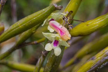 Flickingeria ritaena orchid in forest