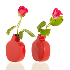 Roses in modern vases