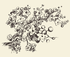 Sketch branch sakura flowers vector illustration.