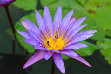 Purple lotus with twin bee