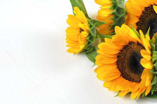 Bunch of sunflowers laid on white isolated background