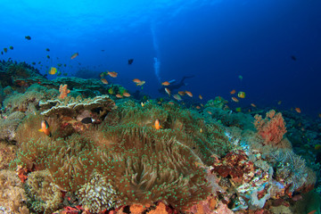 Plakat Scuba dive coral reef