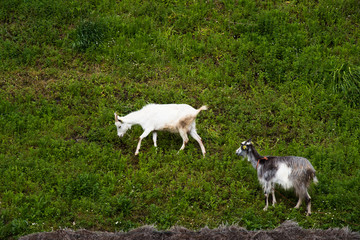  Domestic goats on the hills