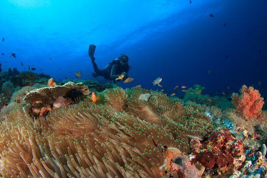 Scuba dive coral reef ocean