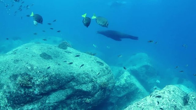 sea lions scuba diving top marine park