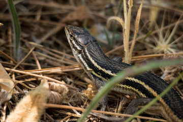 Long-tailed lizard (Psammodromus algirus)