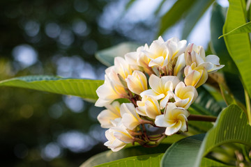 .Close up of plumeria or frangipanni blossom in the garden