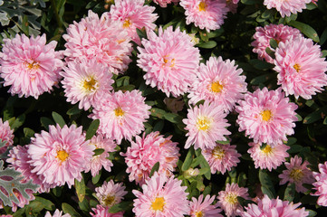 Group of pink asters flowers