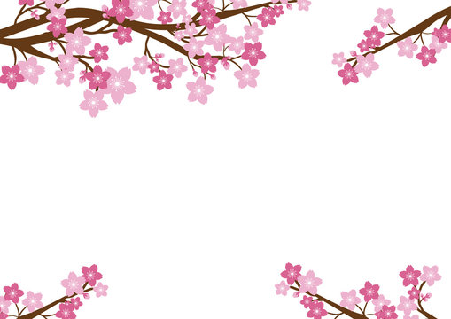 Cherry blossom, Sakura pink flowers background.Vector Card  Illustration.
